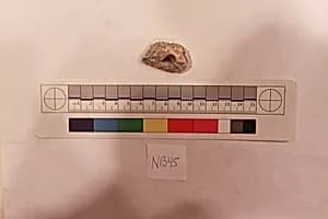 Stucco Fragment by Unknown Artist