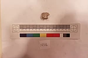 Stucco Fragment by Unknown Artist