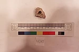 Stucco Fragment by Unknown Artist