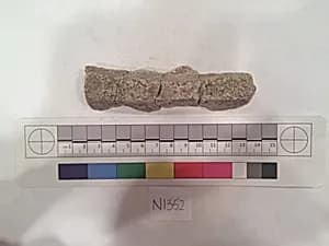 Stucco Fragment by Unknown Artist
