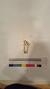 Stucco Fragment by Unknown Artist