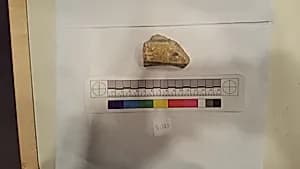 Stucco Fragment by Unknown Artist