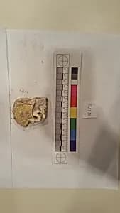 Stucco Fragment by Unknown Artist