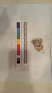 Stucco Fragment by Unknown Artist