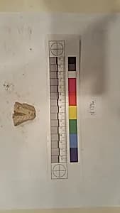 Stucco Fragment by Unknown Artist