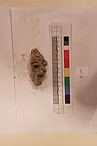 Stucco Fragment by Unknown Artist