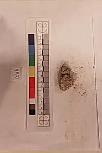Stucco Fragment by Unknown Artist