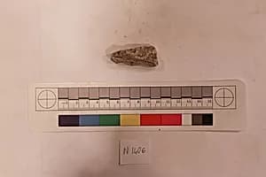 Stucco Fragment by Unknown Artist