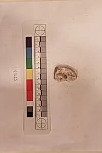 Stucco Fragment by Unknown Artist