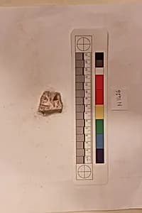 Stucco Fragment by Unknown Artist