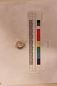Stucco Fragment by Unknown Artist