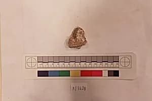 Stucco Fragment by Unknown Artist
