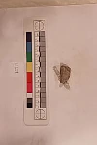Stucco Fragment by Unknown Artist