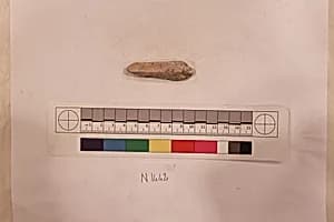 Stucco Fragment by Unknown Artist