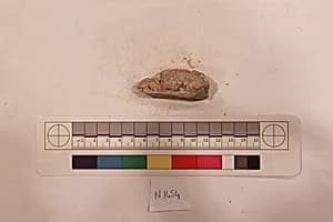 Stucco Fragment by Unknown Artist