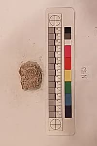 Stucco Fragment by Unknown Artist