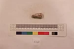 Stucco Fragment by Unknown Artist