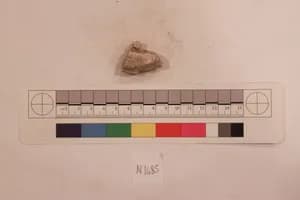 Stucco Fragment by Unknown Artist