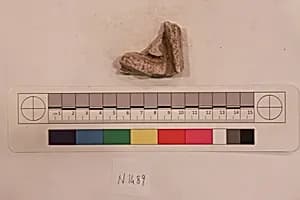 Stucco Fragment by Unknown Artist