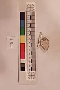 Stucco Fragment by Unknown Artist