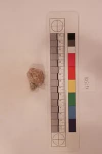 Stucco Fragment by Unknown Artist