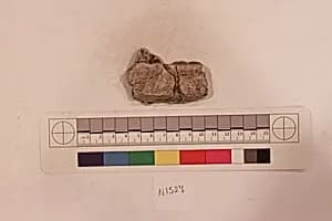 Stucco Fragment by Unknown Artist