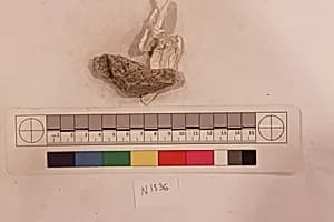 Stucco Fragment by Unknown Artist