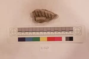 Stucco Fragment by Unknown Artist