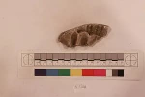 Stucco Fragment by Unknown Artist