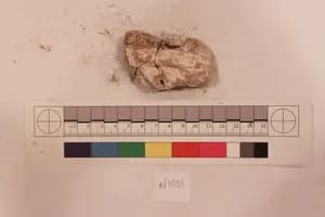 Stucco Fragment by Unknown Artist