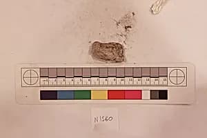 Stucco Fragment by Unknown Artist