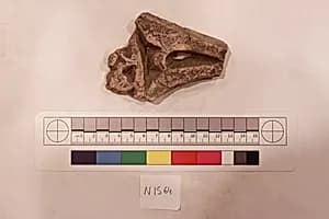 Stucco Fragment by Unknown Artist