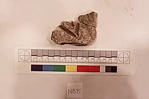 Stucco Fragment by Unknown Artist