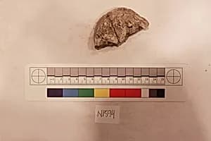 Stucco Fragment by Unknown Artist