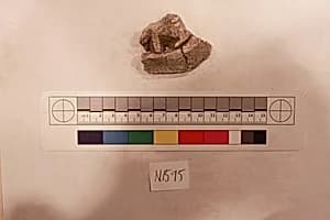 Stucco Fragment by Unknown Artist