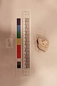 Stucco Fragment by Unknown Artist