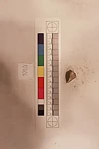 Stucco Fragment by Unknown Artist