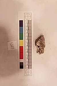 Stucco Fragment by Unknown Artist