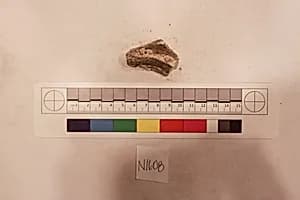 Stucco Fragment by Unknown Artist