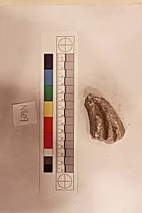 Stucco Fragment by Unknown Artist