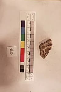 Stucco Fragment by Unknown Artist