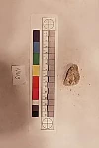 Stucco Fragment by Unknown Artist