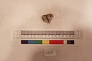 Stucco Fragment by Unknown Artist