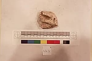 Stucco Fragment by Unknown Artist