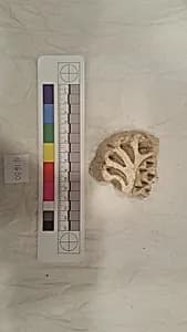 Stucco Fragment by Unknown Artist