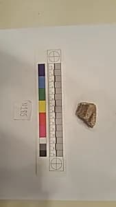 Stucco Fragment by Unknown Artist