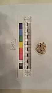 Stucco Fragment by Unknown Artist