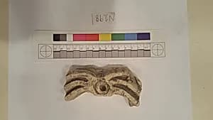 Stucco Fragment by Unknown Artist