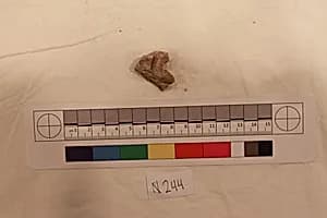 Stucco Fragment by Unknown Artist