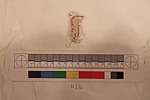 Stucco Fragment by Unknown Artist